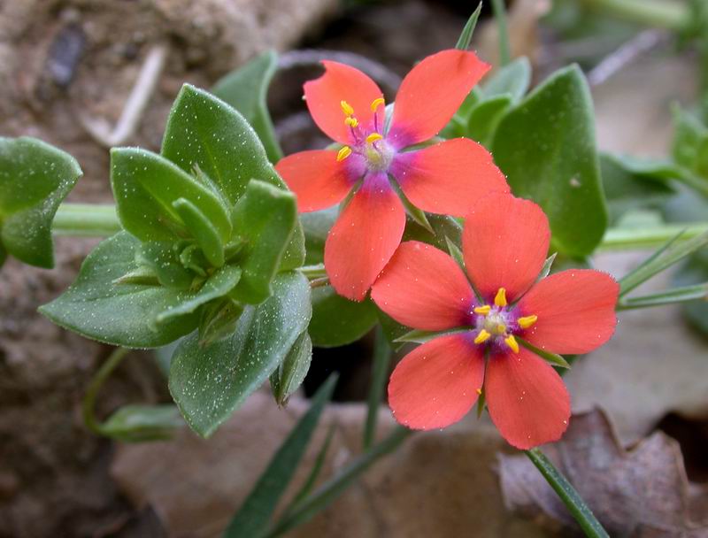 Lysimachia arvensis / Mordigallina